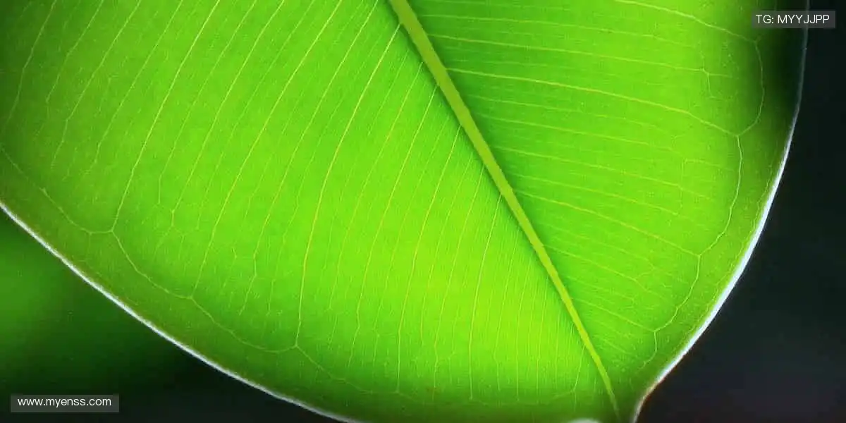 🎁 限量周边，独家珍藏，